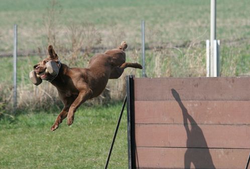 Hundesportverein Leipzig-Mölkau